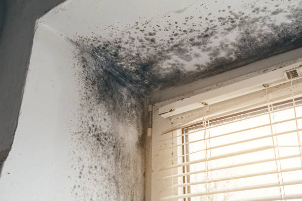 Affordable Mold Cleanup solutions in Richmond, MI