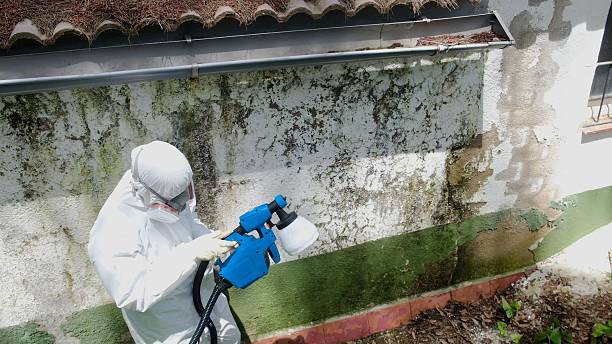 Top rated local Mold Cleanup specialists in Richmond, MI